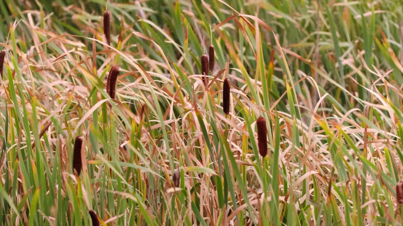 Marsh Cattails blow in strong breeze before blooming into fluff balls