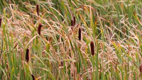 marsh cattails blow in strong breeze before blooming into fluff balls