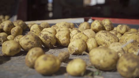 patatas en la cinta transportadora.