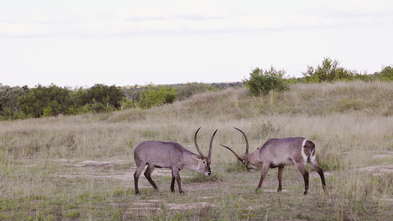 Two shaggy male Waterbuck antelope butt heads on savanna in Africa