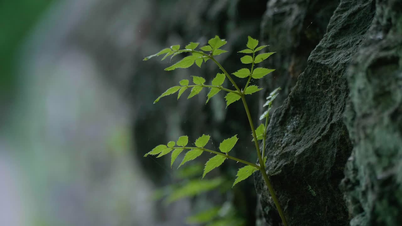 이끼와 식물 잎은 돌 다리에서 자랍니다.