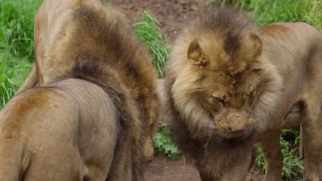 rogue lions brothers snuggling cute beasts