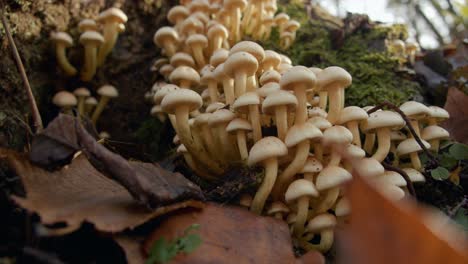 amazing shot of wild mushrooms blooming on tree log