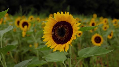 primer plano de un girasol en una granja de girasoles, bailando en el viento con dos abejas extrayendo polen