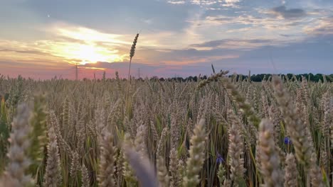 Romantic-Scenery-of-Cereal-Field-in-Rural-Landscape-during-Sunset-in-Slow-Motion