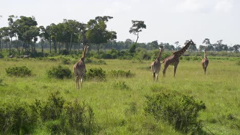Giraffes-walking-through-grassy-plain-on-African-safari,-panning-right