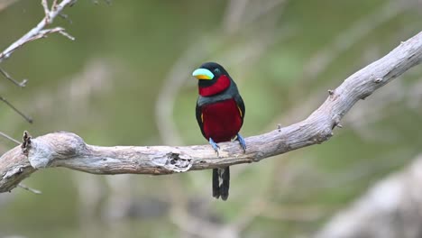 black-and-red broadbill, cymbirhynchus macrorhynchos, kaeng krachan, thailand