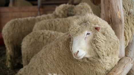 Herd-of-fluffy-fur-sheep-in-an-indoor-stall-in-the-farm---slow-motion