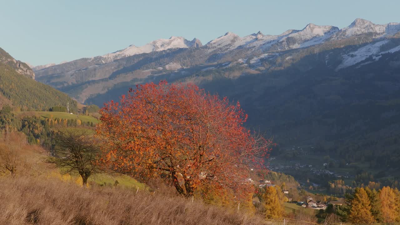 Vibrante albero arancione contro montagne innevate - dall'autunno all'inverno in Val di Fiemme, Trentino, Italia. Ampia ripresa con drone.