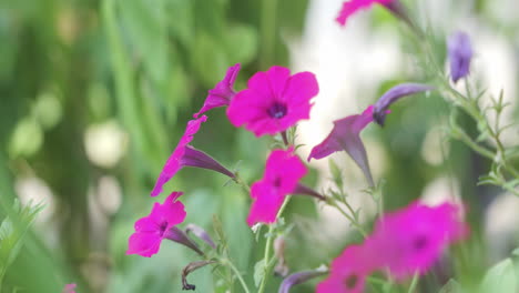 Petunias-De-Onda-Púrpura-Soplando-En-El-Viento,-Cámara-Lenta