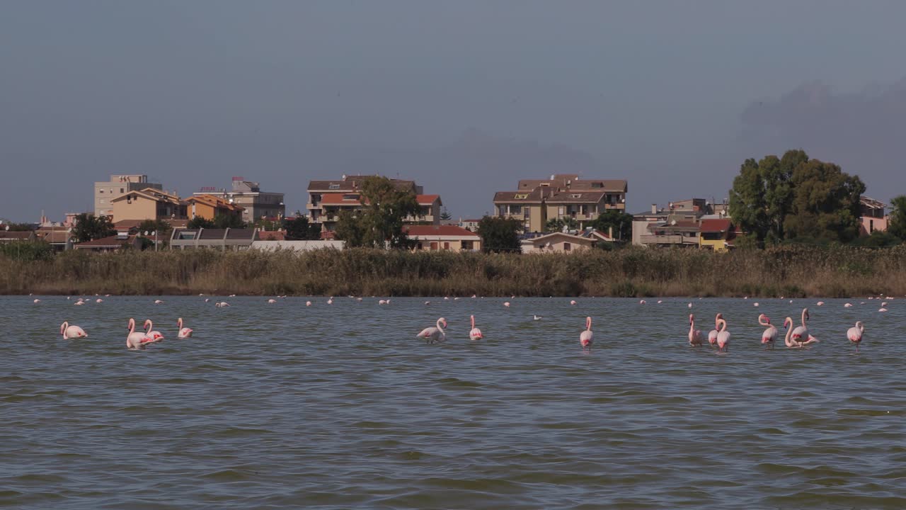 이탈리아 사르데냐 칼리아리의 poetto 해변 앞 핑크 플라밍고