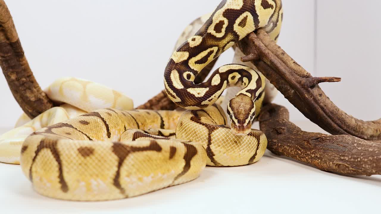 A corn snake is coiled around a branch in a well-lit studio environment, showcasing its distinctive patterns and colors