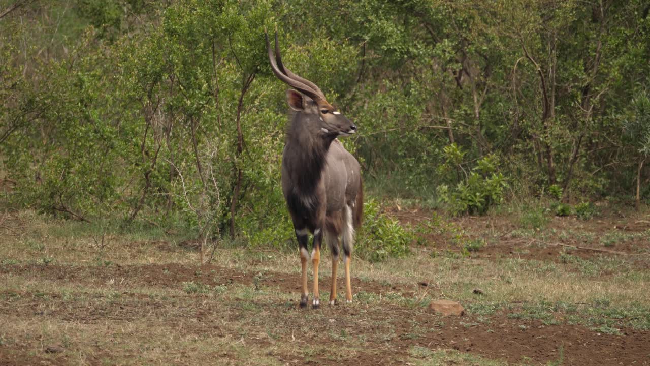 Male Nyala Antelope standing near waterhole is startled by something