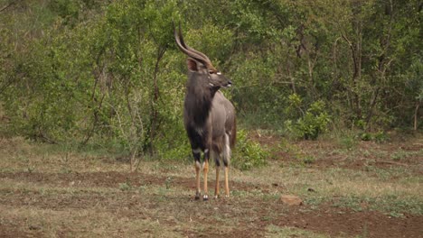 male nyala antelope standing near waterhole is startled by something