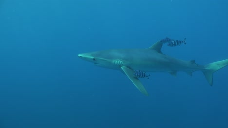 blue shark passing in front of the camera accompanied by pilot fishes, boat on the surface in the background