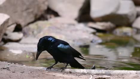 Der-Haarhauben-Drongo-Oder-Ist-In-Asien-Ein-Vogel-Aus-Der-Familie-Der-Dicruridae,-Der-Mit-Dicrurus-Bracteatus-Oder-Spangled-Drongo-Konspezifisch-War,-Bei-Dem-Es-Schwierig-Sein-Kann,-Ihn-Voneinander-Zu-Unterscheiden