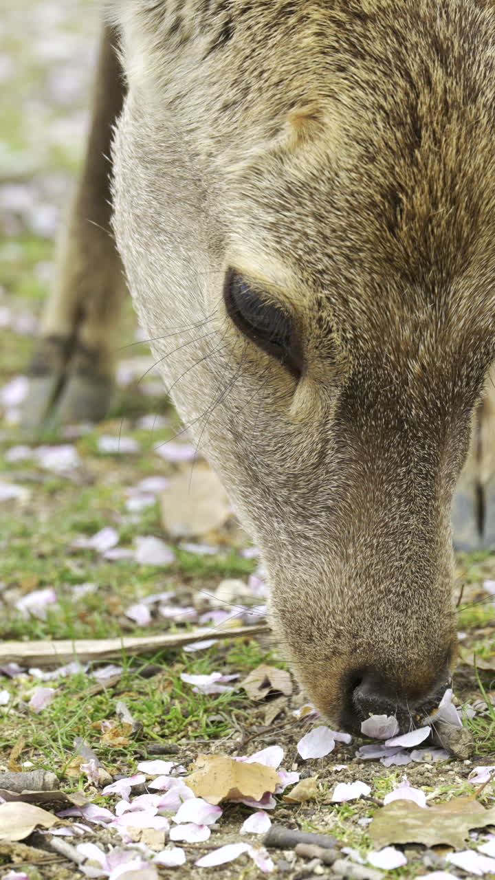 I fiori di ciliegio sbocciano nel parco di Nara con i cervi che mangiano i petali dall'erba