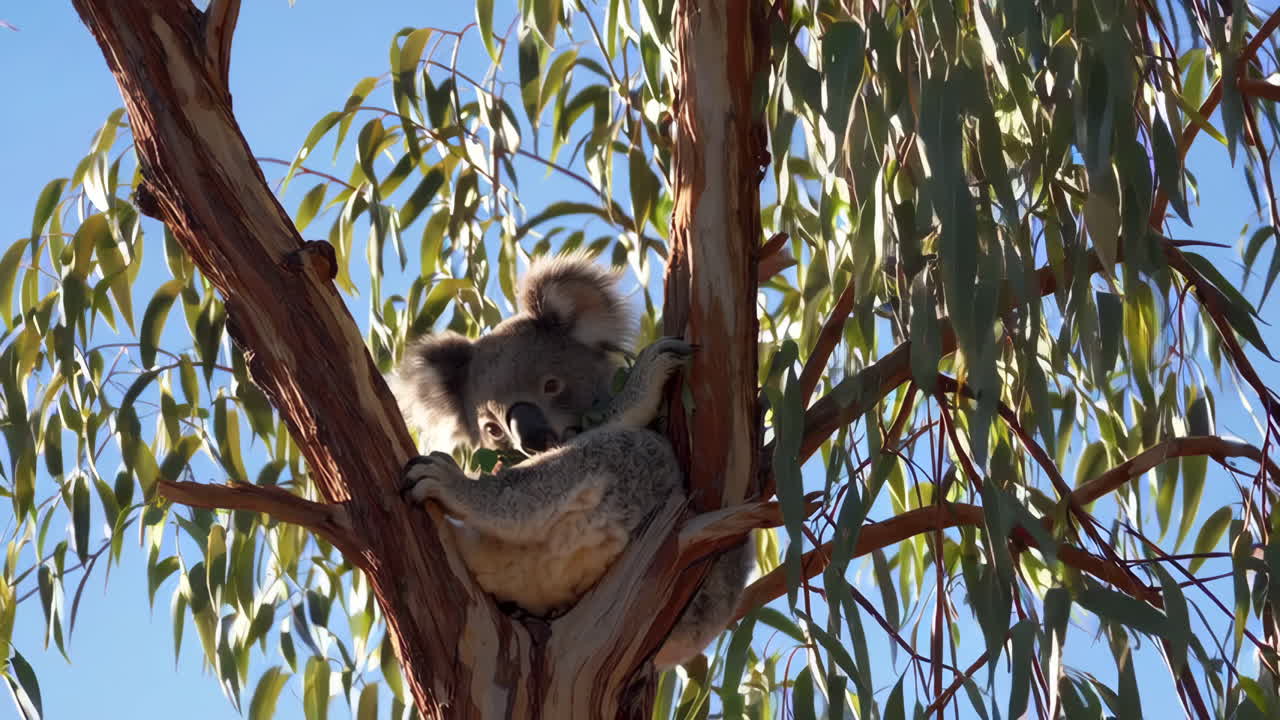Koala Eating Eucalyptus Leaves in a Tree