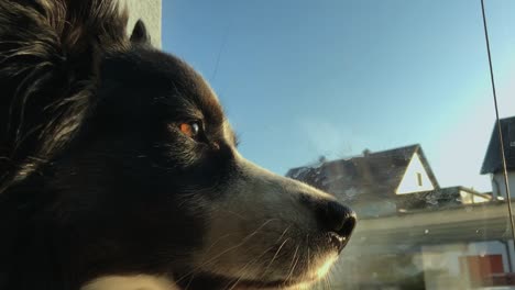 close up shot of dog with brown eyes looking out of the window with bright blue sky