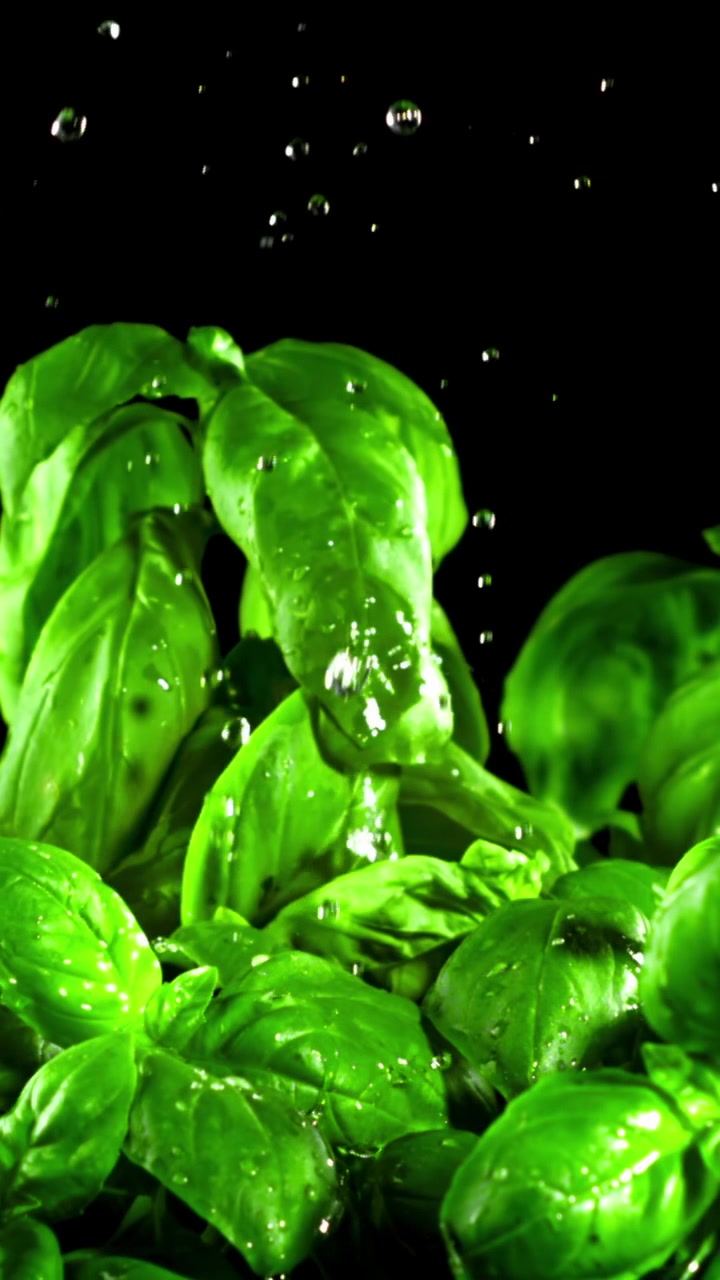 Acqua che schizza al rallentatore su foglie di basilico verde fresco