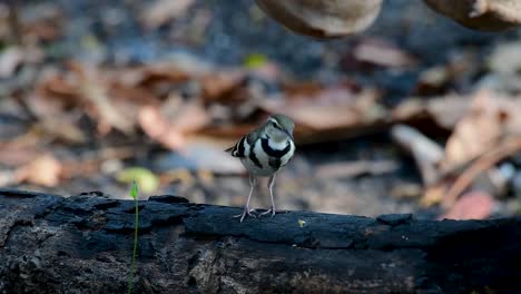 The-Forest-Wagtail-is-a-passerine-bird-foraging-on-branches,-forest-grounds,-tail-wagging-constantly-sideways