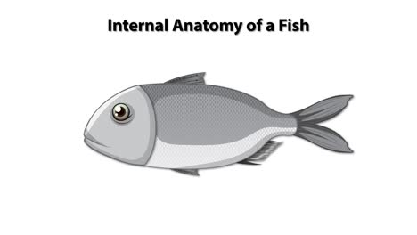 detailed illustration of fish internal organs