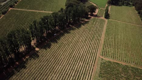 aerial view of car driving in a country road passing wine farms in constantia, cape town, south africa