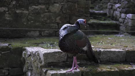 wild turkey stands on a stone surface, cleaning feathers with beak, surrounded by moss and greenery, wit colorful feathers in natural habitat during daytime.