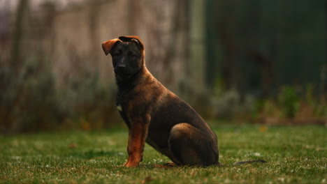 cute belgian shepard puppy turns and looks into camera in slow motion cinematic close up