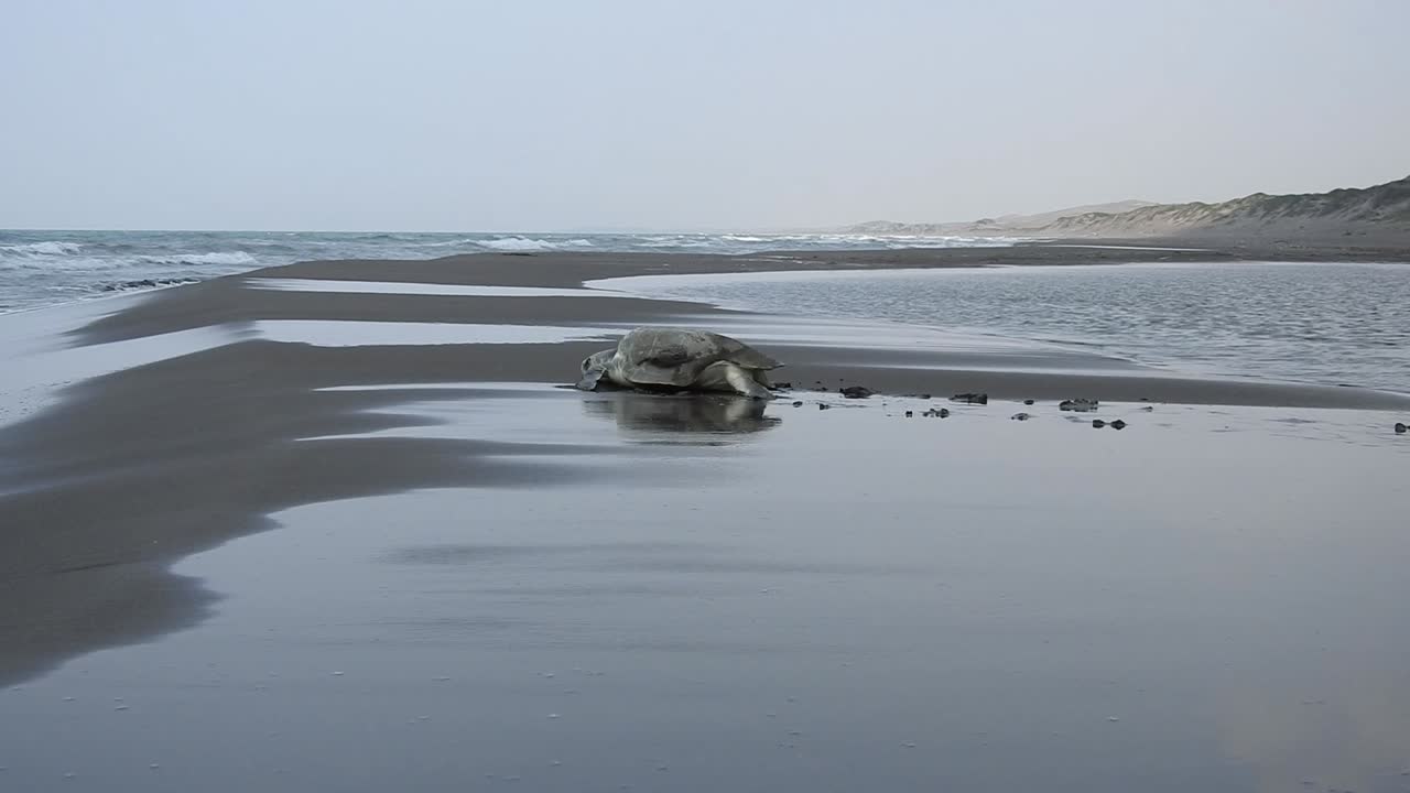 Kemp's Ridley Sea Turtle, Lepidochelys kempii, tortuga lora, walks towards the sea shot from the ground with the sea in the background