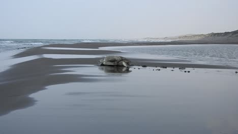 Tortuga-Lora-De-Kemp,-Lepidochelys-Kempii,-Tortuga-Lora,-Camina-Hacia-El-Mar-Tomada-Desde-El-Suelo-Con-El-Mar-De-Fondo