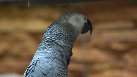 剛果非洲灰<unk> (psittacus erithacus) 的近距離拍攝,其食物儲存在它的作物中,在它的息地<unk>叫和說話,野生動物近距離拍攝