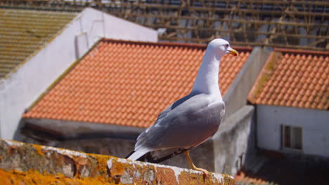 close up shot of a seagull standing on a rooftop with houses on the background on a sunny day