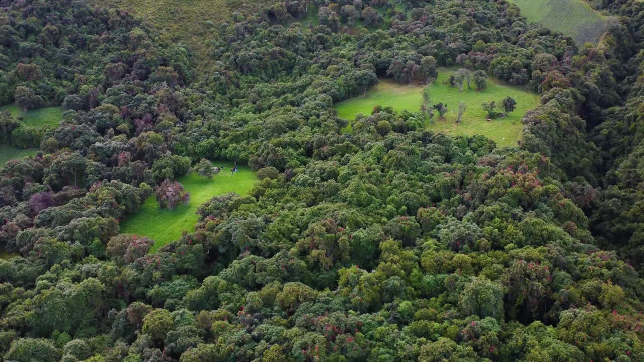 panorama aéreo de un bosque exuberante y virgen en los andes latinoamericanos