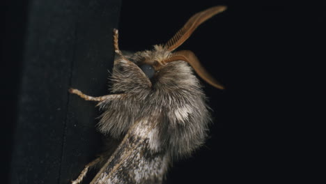 Miller-moth-extreme-closeup-macro-of-head-with-antennae