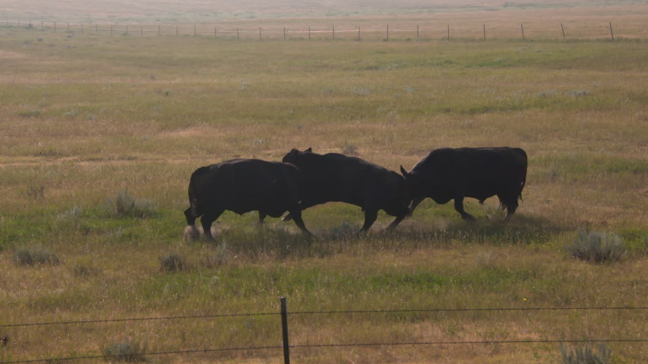 Cattle in a Field