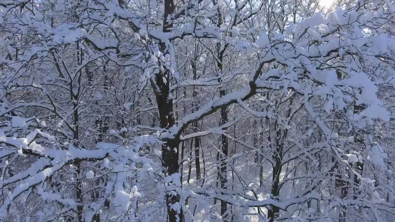 눈 속의 비행 겨울 숲