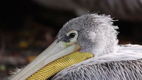 Close-up-Pink-backed-Pelican-eye