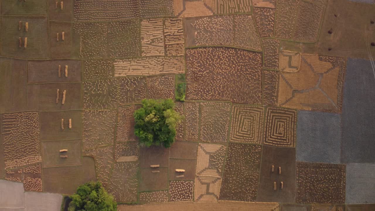 Large fields of rice paddy agricultural fields with freshly harvested rice stacks, West Bengal, Southeast Asia, Drone from above