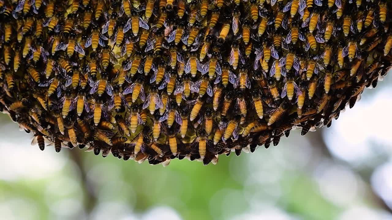 se sabe que las abejas melíferas gigantes construyen grandes colonias de nidos con bolsillos simétricos hechos de cera para almacenar miel como fuente de alimento.