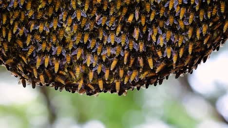 giant honey bees are known to build large colonies of nest with symmetrical pockets made of wax for them to store honey as their food source