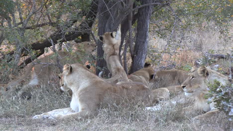 Los-Cachorros-De-León-Rascan-El-Tronco-De-Un-árbol-En-Presencia-De-Los-Adultos.