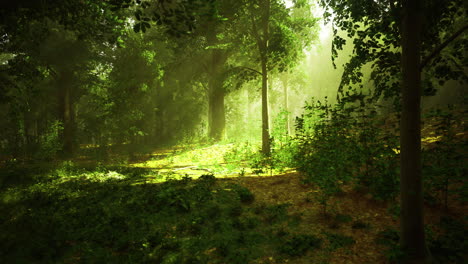sunlight filtering through trees in a lush forest during the afternoon