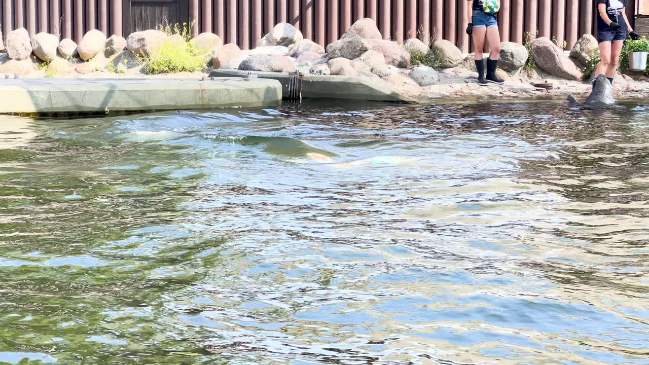 Two individuals Seals wading through a shallow stream with rocky banks