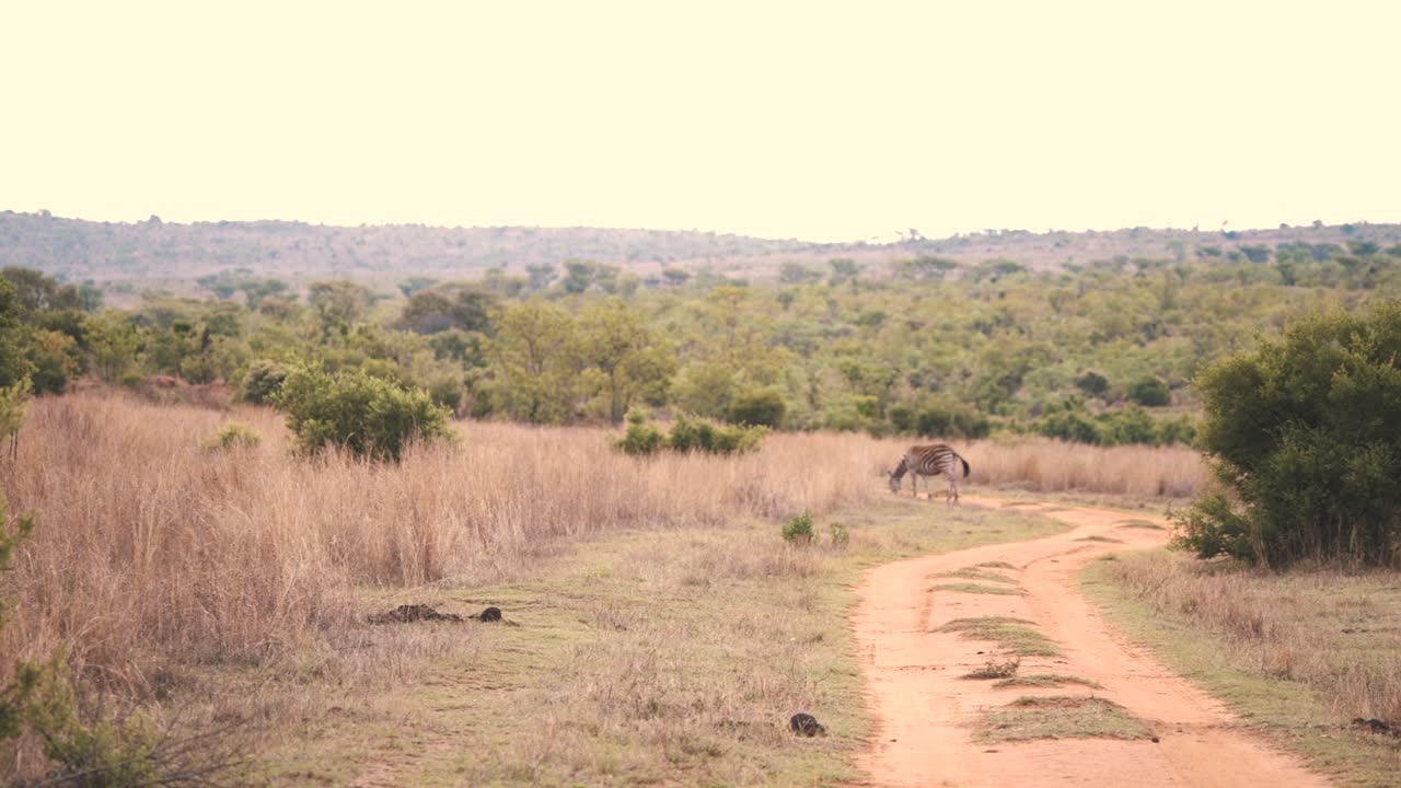llanuras solitarias cebra pastando en camino de tierra en la sabana africana