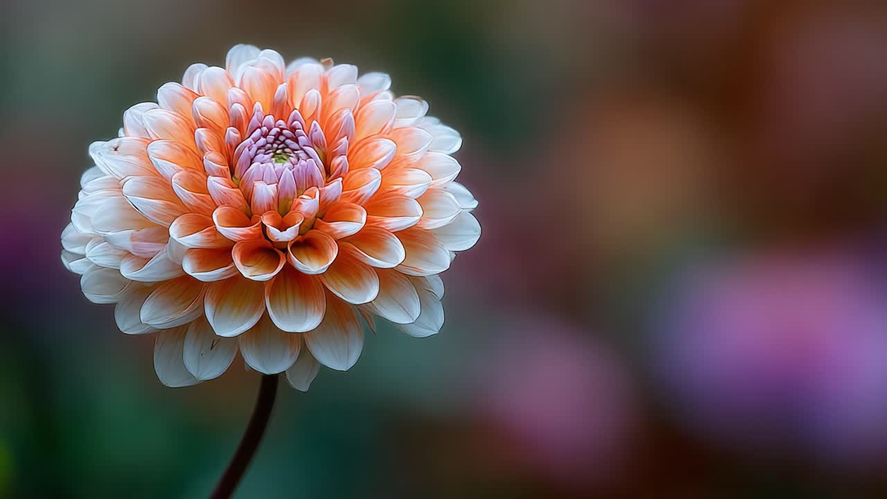 A stunning close-up of a blooming flower showcasing intricate layers and vibrant colors, capturing the essence of natural beauty in its full glory