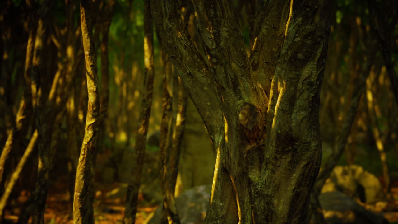 un oscuro paisaje de bosque de montaña con niebla