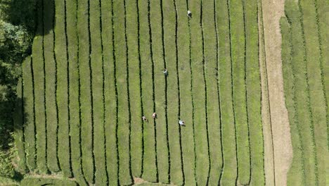 imágenes de drones de trabajadores de plantaciones de té en la isla portuguesa de sao miguel, en las azores, que es la única plantación de té de europa