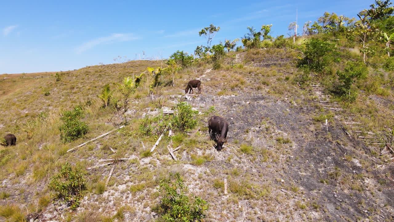 búfalos pastando sobre las montañas en el oeste de la isla de sumba, al este de nusa tenggara, indonesia