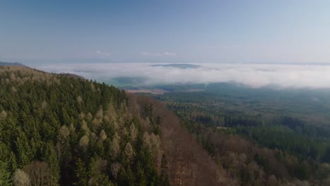dense forest on cloudy day that stretches through countryside